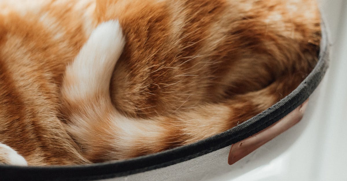 What if one has a cat on flight and I am allergic to cats? - Orange Tabby Cat on Black Bowl What if one has a cat on flight and I am allergic to cats? - Orange Tabby Cat on Black Bowl
