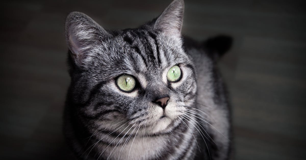 What is a good area to head to in Lisbon's "Parque Florestal de Monsanto"? [closed] - Gray and Black Coated Cat