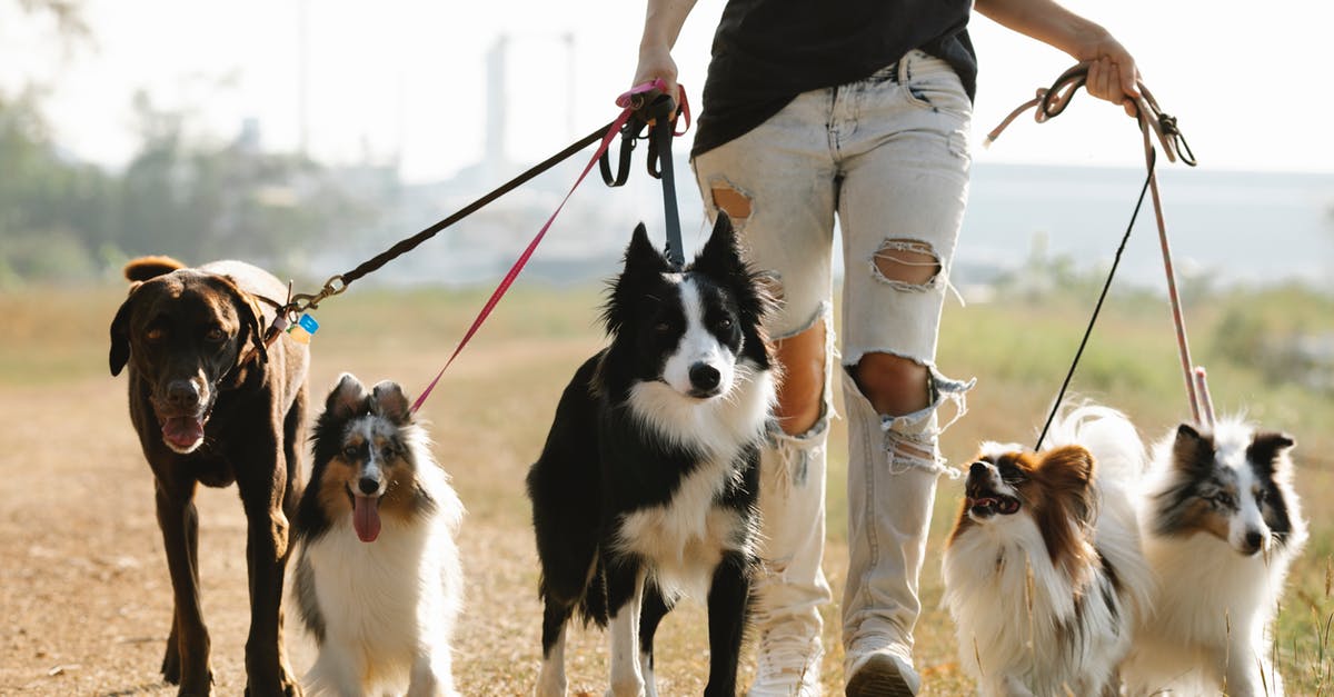 What is an efficient way of planning solo-trips with so many unknowns? [closed] - Crop anonymous female owner strolling with group of dogs of different breeds on leashes on rural road in sunny countryside