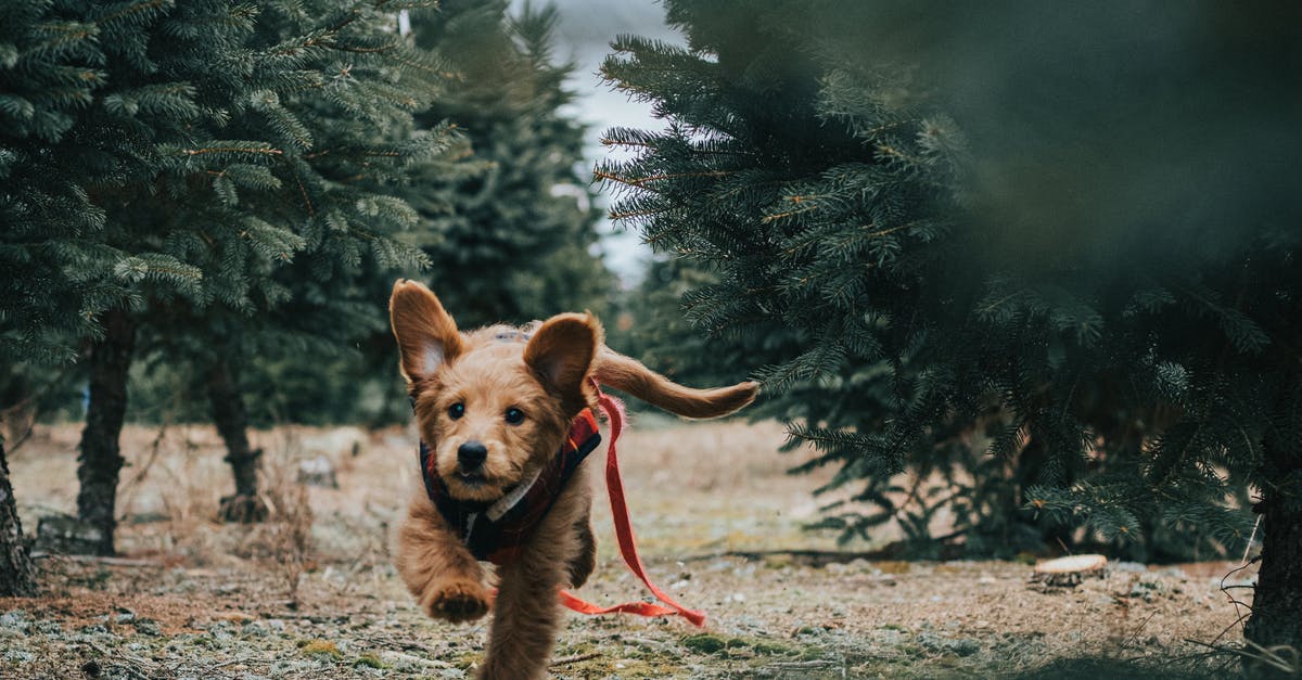 What is Taiwan's stance on visa runs? - Goldendoodle Running near Trees What is Taiwan's stance on visa runs? - Goldendoodle Running near Trees