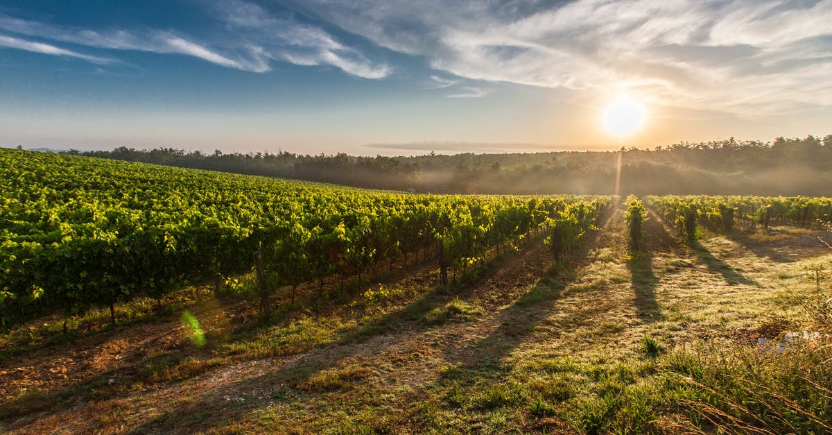 What is the best/safest way to bring a case of wine from Italy to the US? - Farm Land during Sunset What is the best/safest way to bring a case of wine from Italy to the US? - Farm Land during Sunset