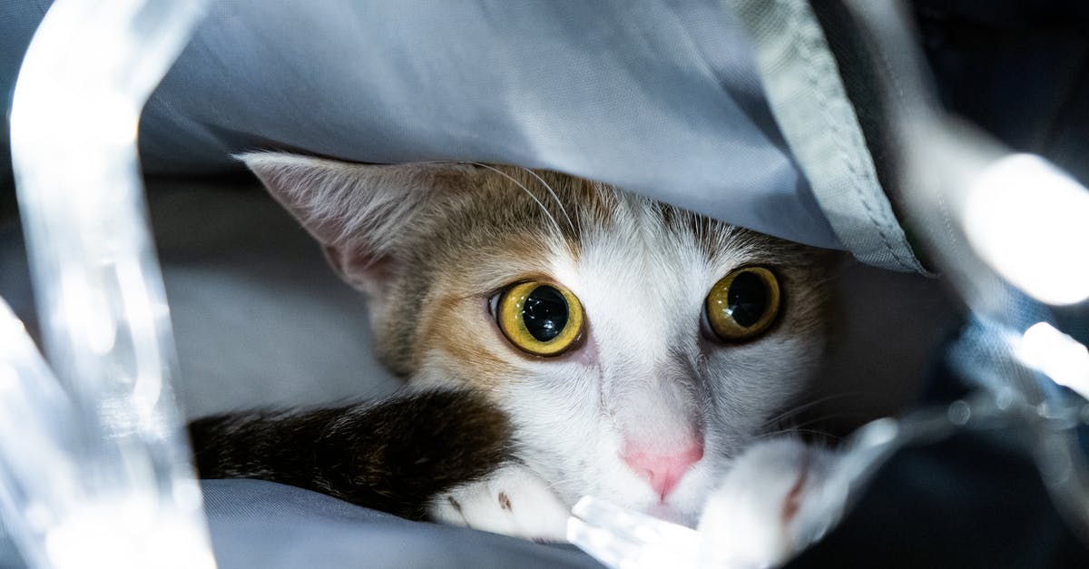 What is the largest brand of duffel bag permitted on domestic flights? [closed] - A Cat Peeking from a Bag
