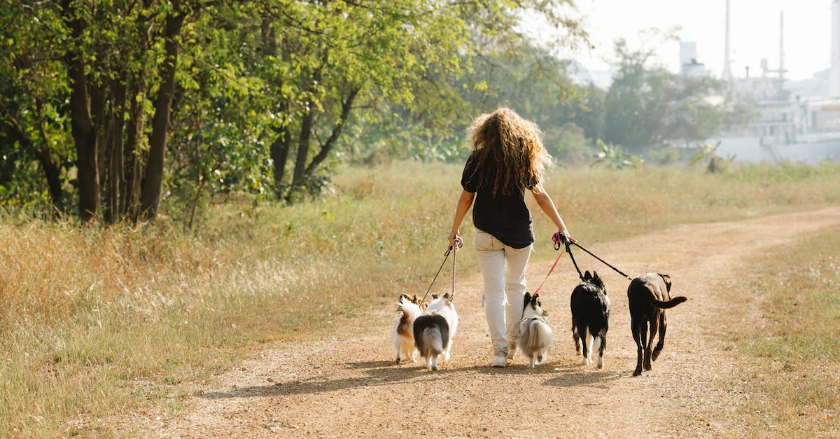 What is the most efficient way to pack a bag? - Full body back view of anonymous female owner strolling with pack of obedient dogs on rural road in countryside with trees What is the most efficient way to pack a bag? - Full body back view of anonymous female owner strolling with pack of obedient dogs on rural road in countryside with trees