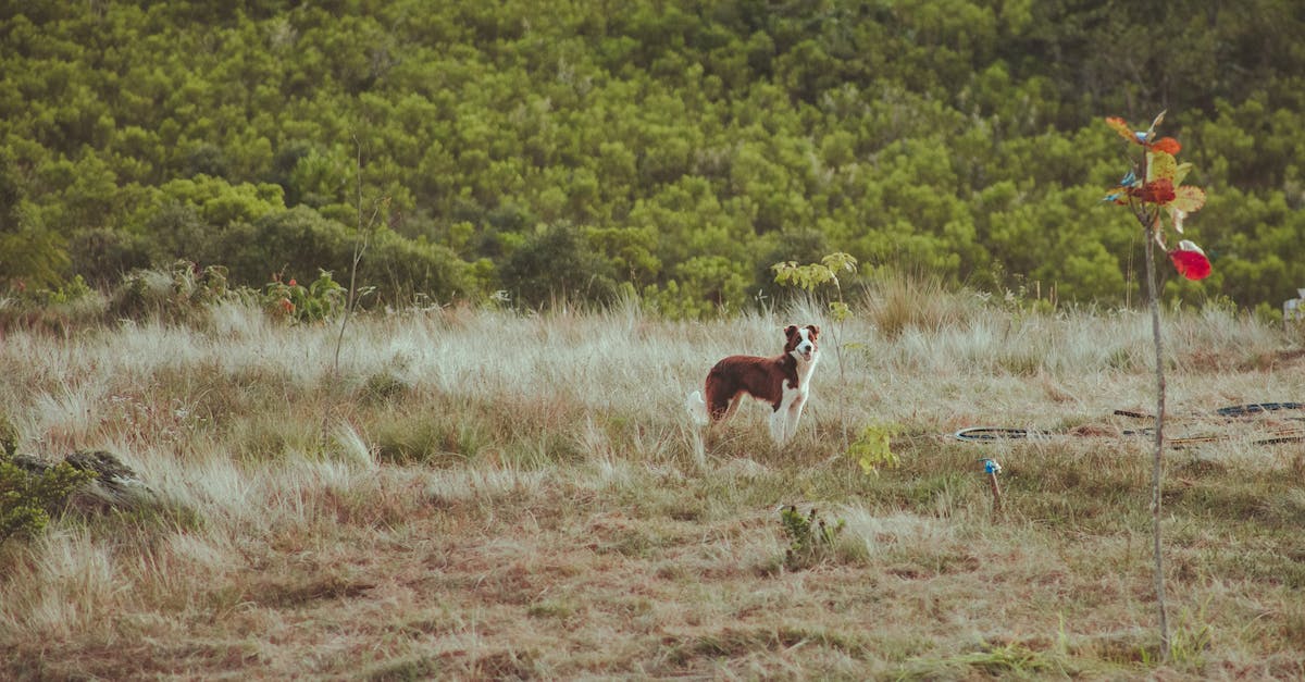What is the process of extending a single entry Indonesian visa while in country? - Calm Border Collie dog with brown and white fur looking attentively while standing on lawn What is the process of extending a single entry Indonesian visa while in country? - Calm Border Collie dog with brown and white fur looking attentively while standing on lawn