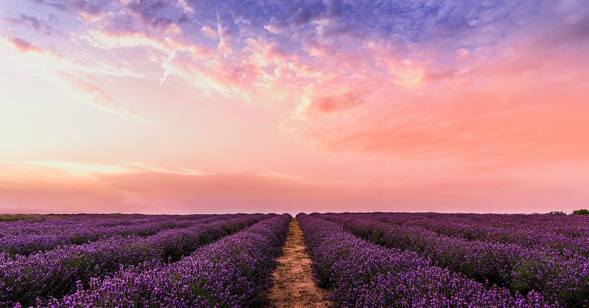What is the "Applicable country" field on the Icelandair check-in form? - Photo Lavender Flower Field Under Pink Sky What is the "Applicable country" field on the Icelandair check-in form? - Photo Lavender Flower Field Under Pink Sky