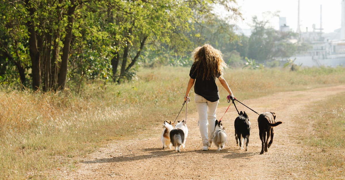 What is the safest way to pack syrup on a long-haul flight? [duplicate] - Full body back view of anonymous female owner strolling with pack of obedient dogs on rural road in countryside with trees