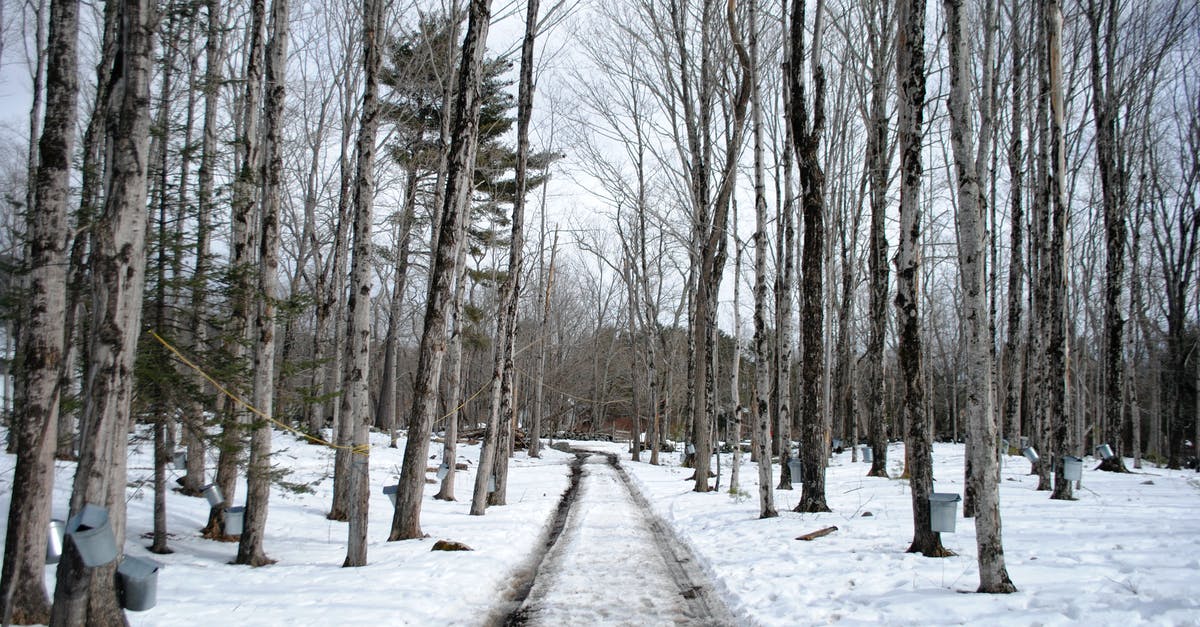 What is the safest way to pack syrup on a long-haul flight? [duplicate] - Rural road through winter maple forest with buckets on trunks
