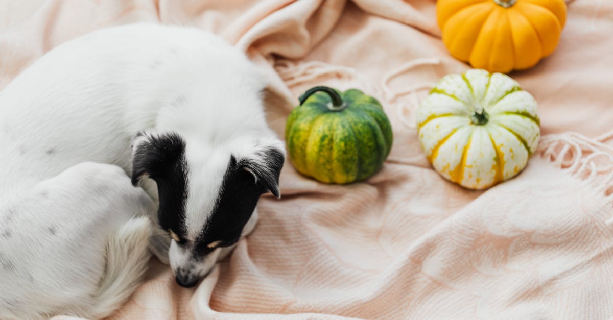 What is the source of pet weight limits in aircraft (and beyond)? - White and Black Short Coated Small Sized Dog on White Textile What is the source of pet weight limits in aircraft (and beyond)? - White and Black Short Coated Small Sized Dog on White Textile