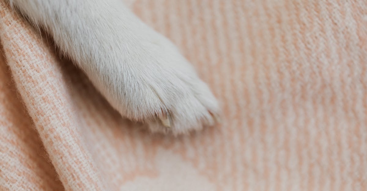 What is the source of pet weight limits in aircraft (and beyond)? - White Short Coated Dog Paw on Brown Textile What is the source of pet weight limits in aircraft (and beyond)? - White Short Coated Dog Paw on Brown Textile