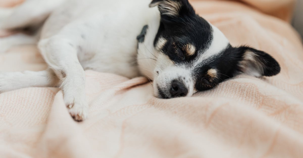 What is the source of pet weight limits in aircraft (and beyond)? - White and Black Short Coated Small Dog Lying on White Textile What is the source of pet weight limits in aircraft (and beyond)? - White and Black Short Coated Small Dog Lying on White Textile