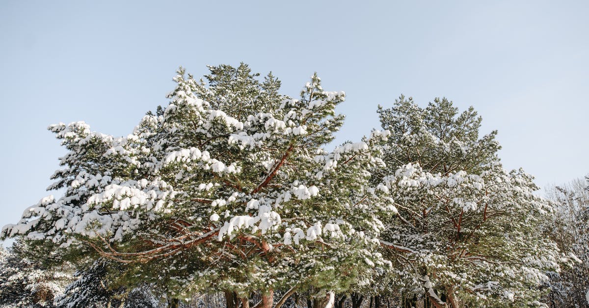 What is the weather usually like in November in Palawan, Philippines? - White Cherry Blossom Tree on White Snow Field What is the weather usually like in November in Palawan, Philippines? - White Cherry Blossom Tree on White Snow Field
