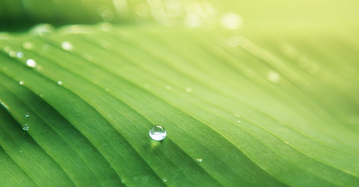 What is this peculiar line on Google Maps? [closed] - Water Droplet on Green Leaf