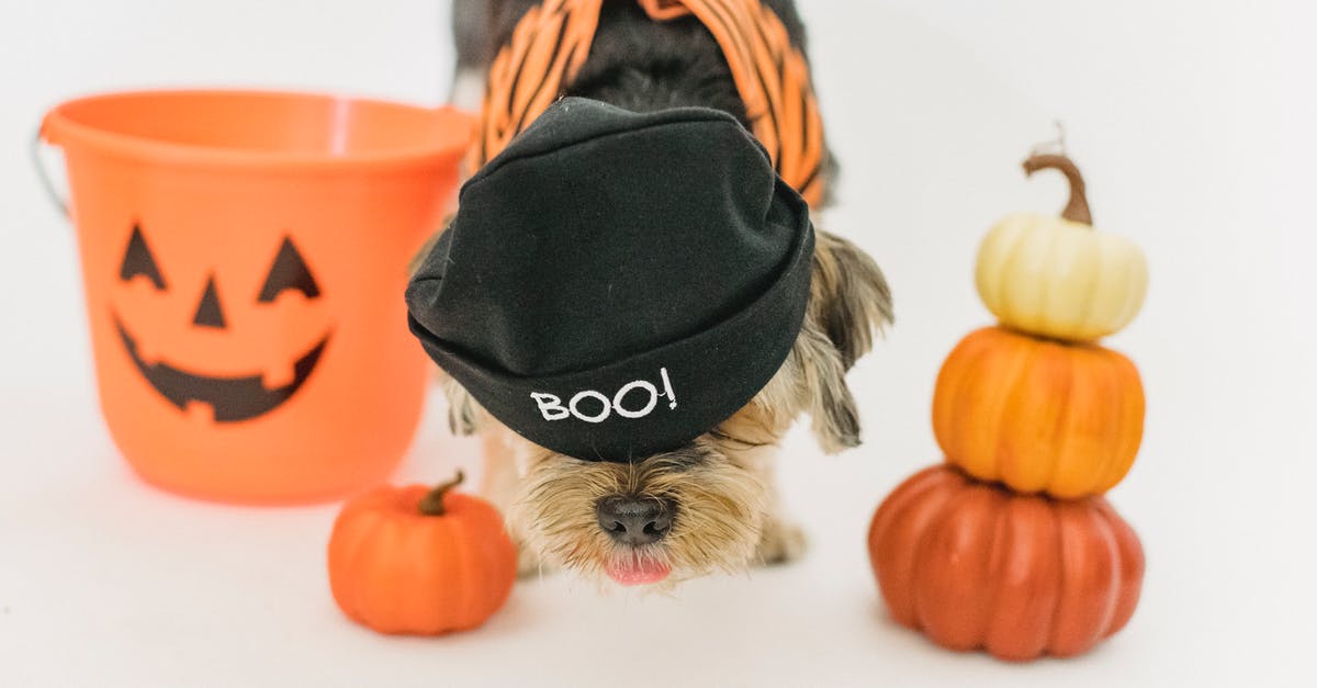 what kind of hat would be most effective for reducing heat? - Little dog spending time in light studio what kind of hat would be most effective for reducing heat? - Little dog spending time in light studio