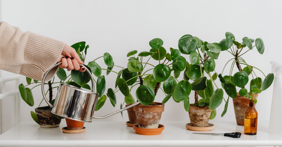 What kind of nail scissors have a good chance of being allowed in hand (carry-on) luggage in the EU? - Person Watering Plants on White Table