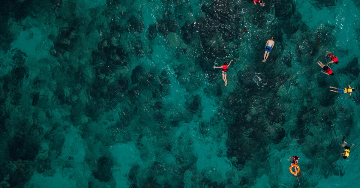 What kinds of fish can you find when snorkeling / diving around Cape Town? [closed] - People Snorkeling In The Sea