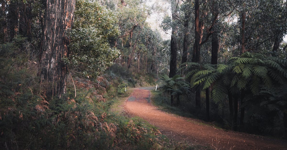 What path do flights across Australia take? - Brown Dirt Road Between Green Trees What path do flights across Australia take? - Brown Dirt Road Between Green Trees