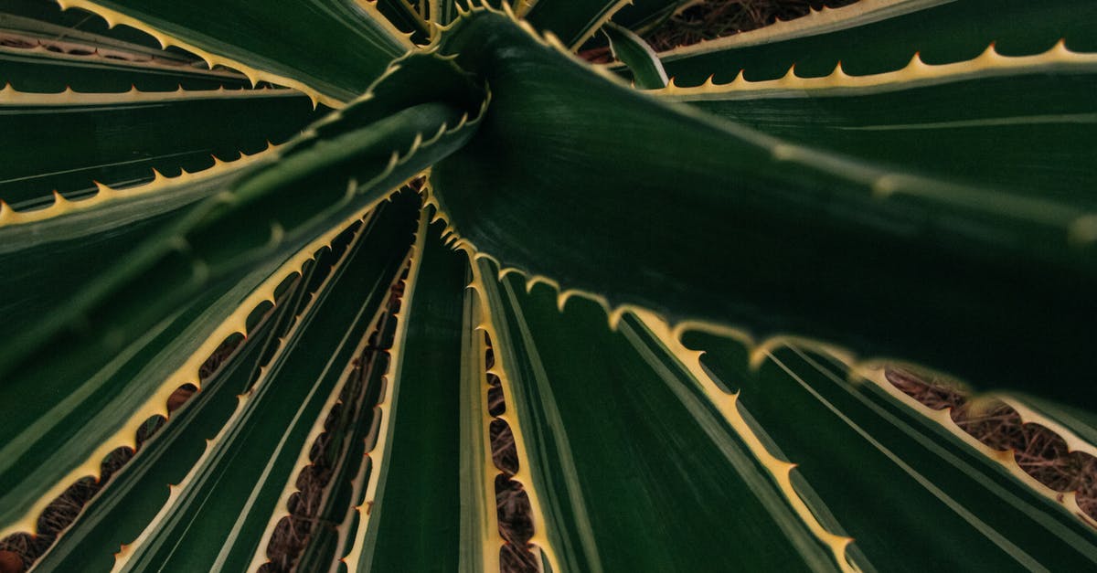 What point on the main land of The Netherlands is furthest away from any buildings? - Top background closeup view of bright succulent plant with thorny stalk edges growing on dry land