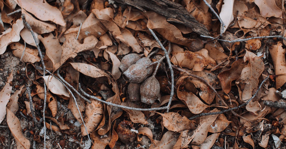 What point on the main land of The Netherlands is furthest away from any buildings? - Top view of textured backdrop of dry leaves and tree twigs on land in fall