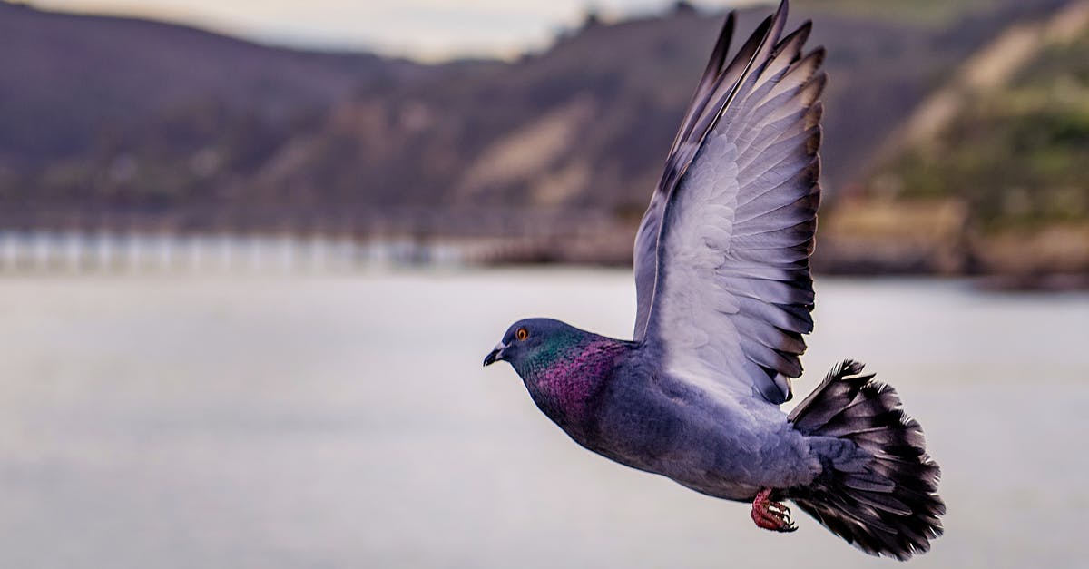 What rights do EU travellers have when they miss a flight due to it leaving early? [closed] - Close-up Photography of Flying Pigeon