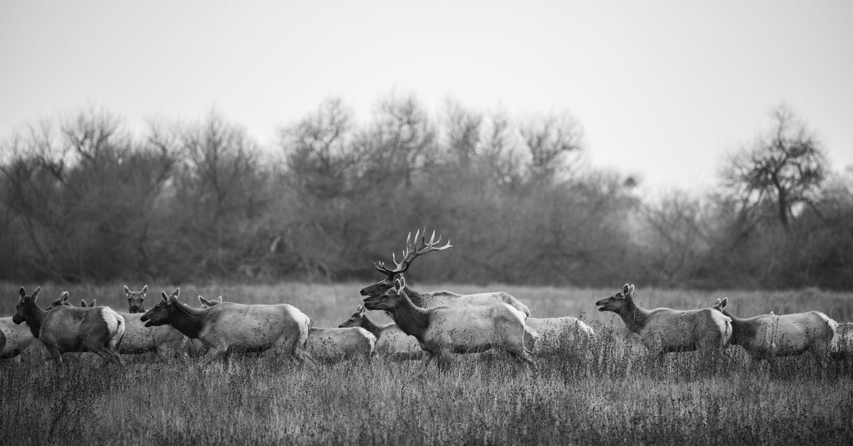 What technique is best for moving two large (23kg) suitcases, reasonably short distances (<1km)? - Large Herd of Deer Moving in Meadow