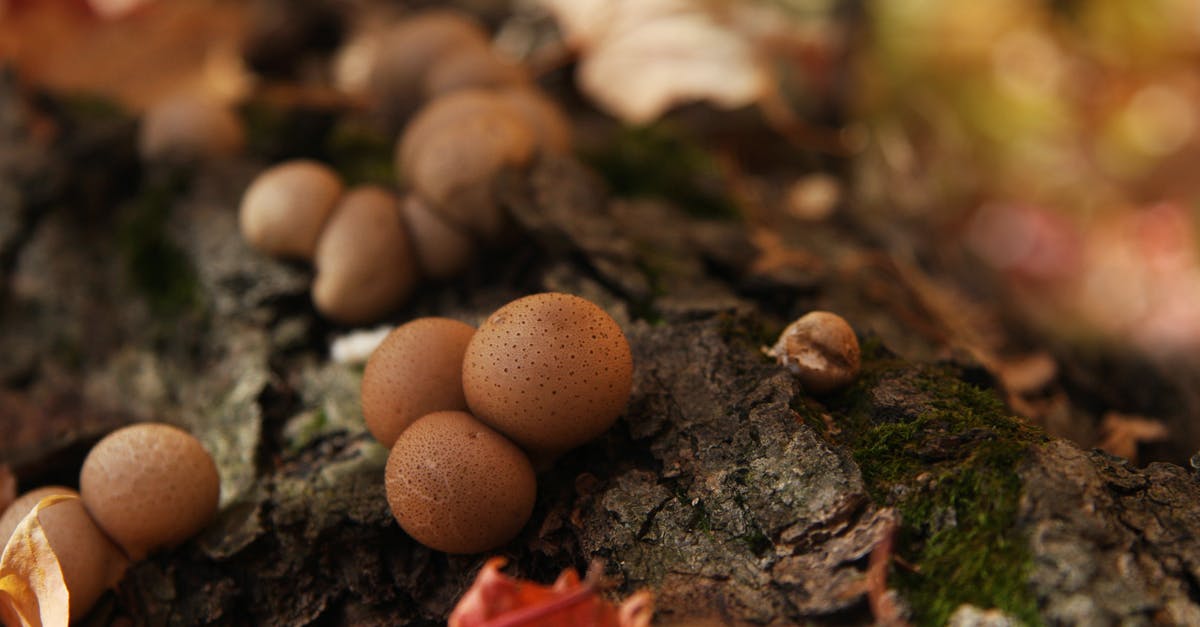 What would happen if you miss the bag drop-off deadline and it's kind of the airline's fault for bad ground service? [closed] - Brown Mushrooms on Brown Tree Trunk