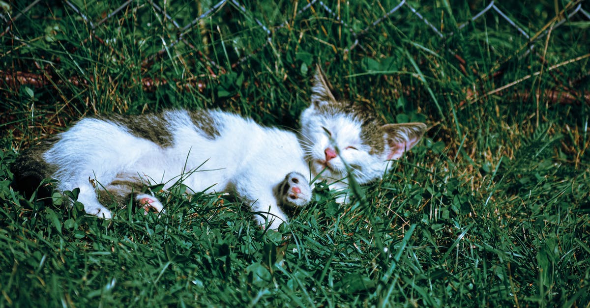 What would happen if you miss the bag drop-off deadline and it's kind of the airline's fault for bad ground service? [closed] - Sleepy kitten lying on grass