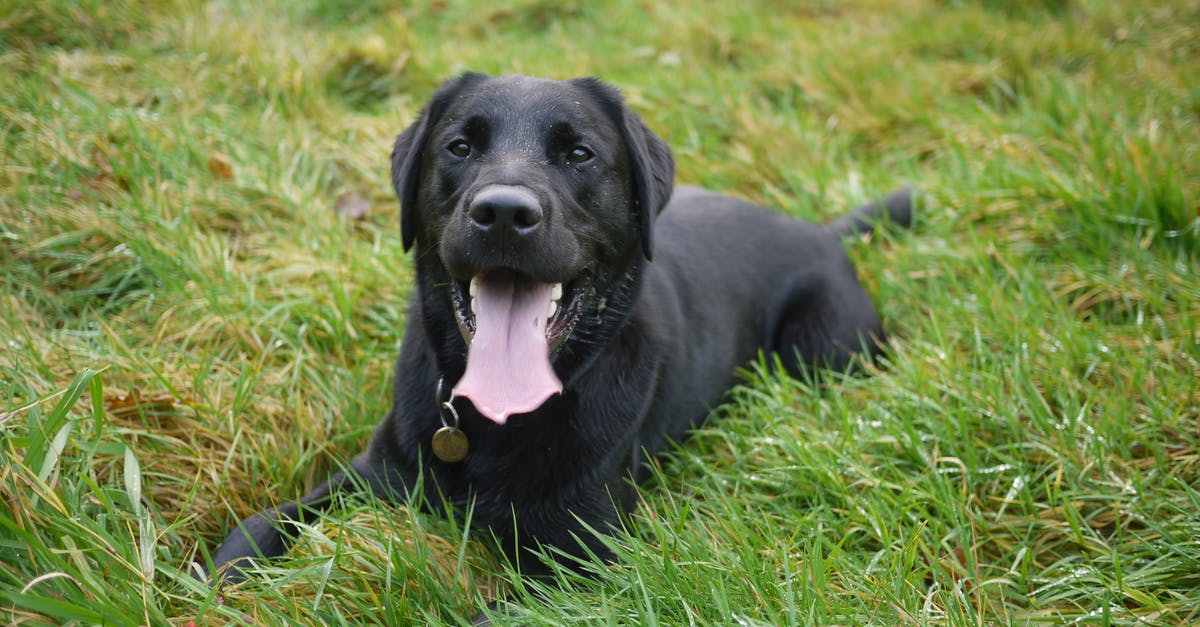 When did Five Eyes countries phase out refusal stamps? [closed] - Black Short Coated Dog Lying on Grass Lawn