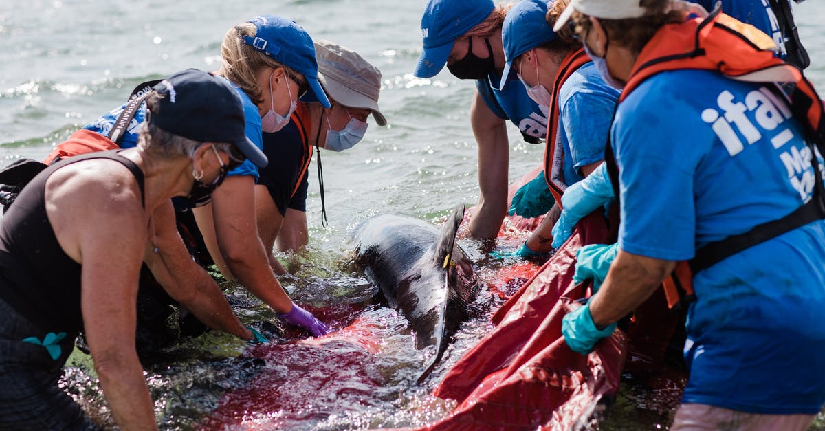 When do companies usually release flights? - Releasing a Dolphin When do companies usually release flights? - Releasing a Dolphin