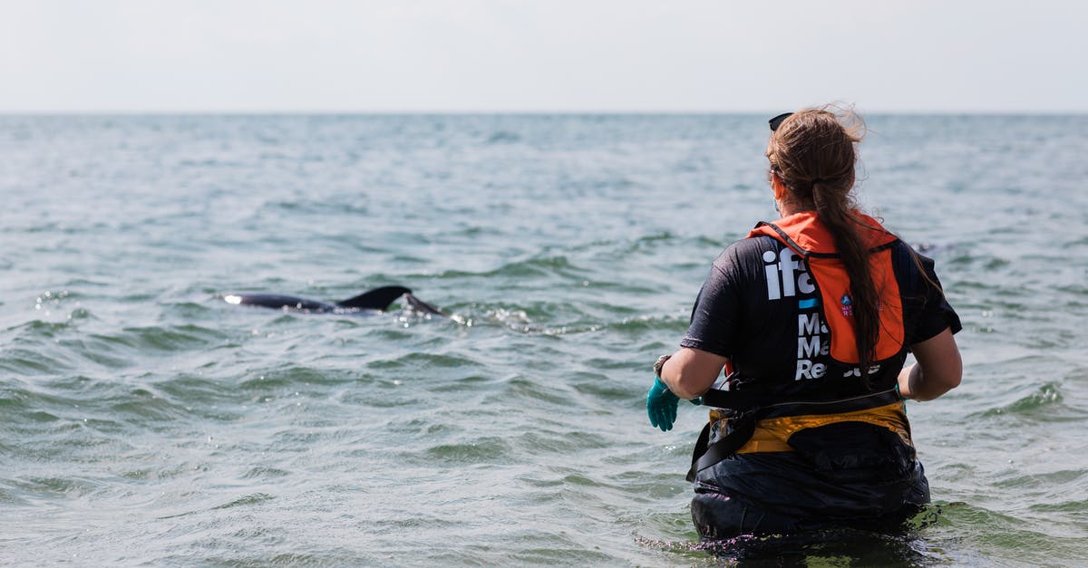 When do companies usually release flights? - Person Looking at a Dolphin When do companies usually release flights? - Person Looking at a Dolphin