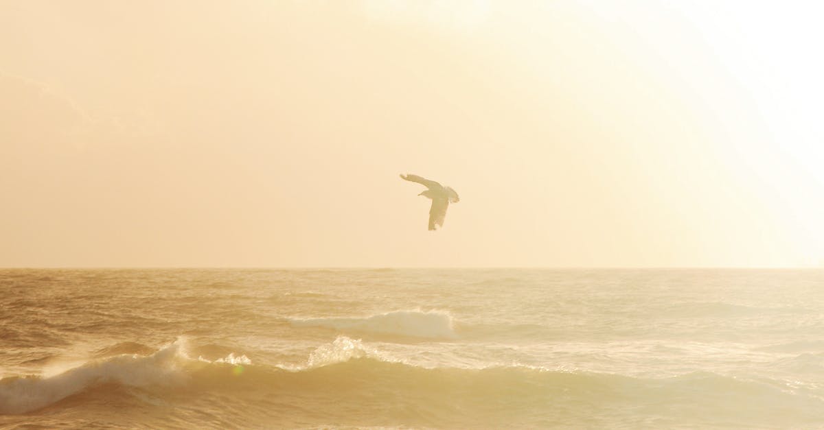 When flying back from India to the US with eVisa + green card, does one have to take any action immigration-wise before the flight? - Bird Soaring over Water Waves When flying back from India to the US with eVisa + green card, does one have to take any action immigration-wise before the flight? - Bird Soaring over Water Waves