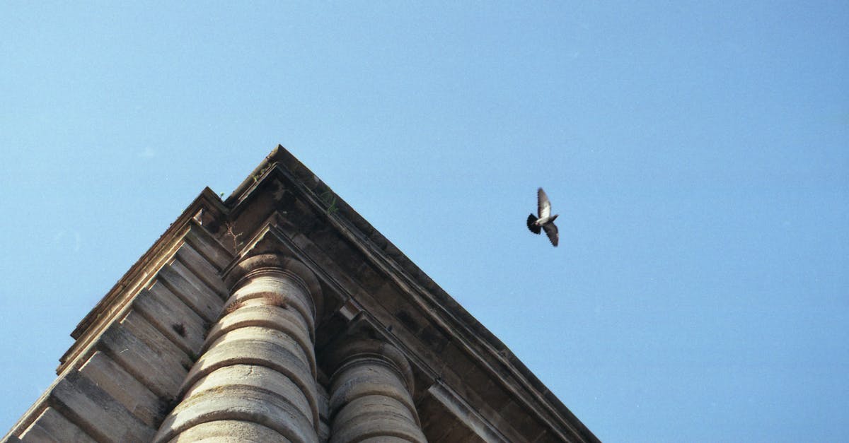 When flying on a very tight schedule, are you obligated to run to make it to the next gate on a connection? - A Pigeon Flying over Concrete Building When flying on a very tight schedule, are you obligated to run to make it to the next gate on a connection? - A Pigeon Flying over Concrete Building