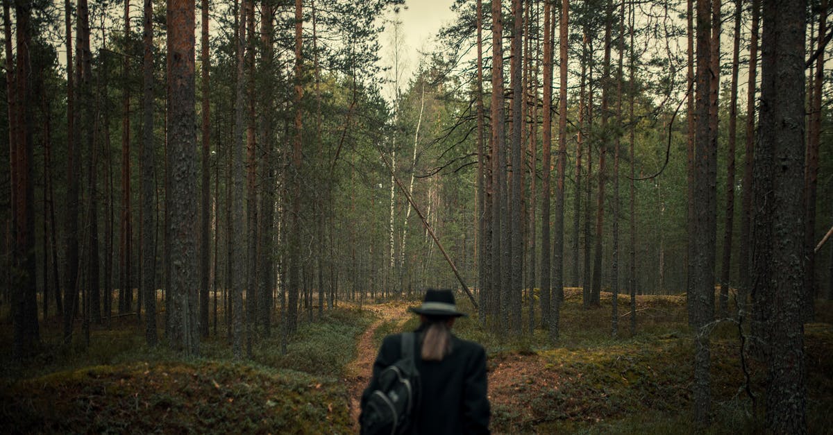 When is FlixTrain coming to Sweden? - Unrecognizable Person in Hat and Coat Entering Imposing Pine Forest When is FlixTrain coming to Sweden? - Unrecognizable Person in Hat and Coat Entering Imposing Pine Forest
