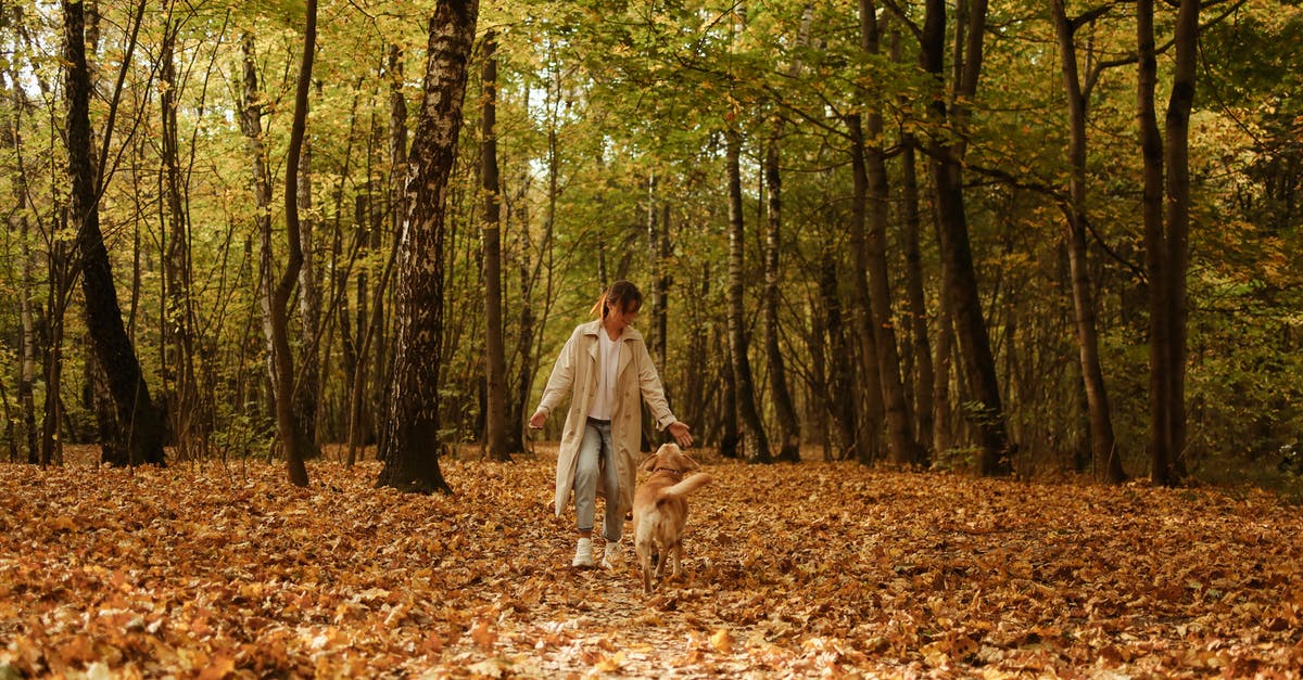 When is it Lobster Season in the Caribbean? - Woman in White Dress Walking on Brown Leaves on Forest When is it Lobster Season in the Caribbean? - Woman in White Dress Walking on Brown Leaves on Forest