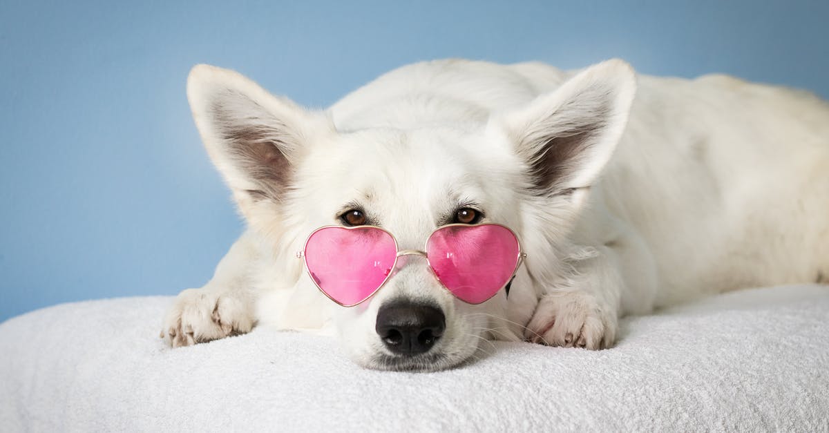 When looking for airline prices, is it best to look for busier airports? - Medium Short-coated White Dog on White Textile When looking for airline prices, is it best to look for busier airports? - Medium Short-coated White Dog on White Textile