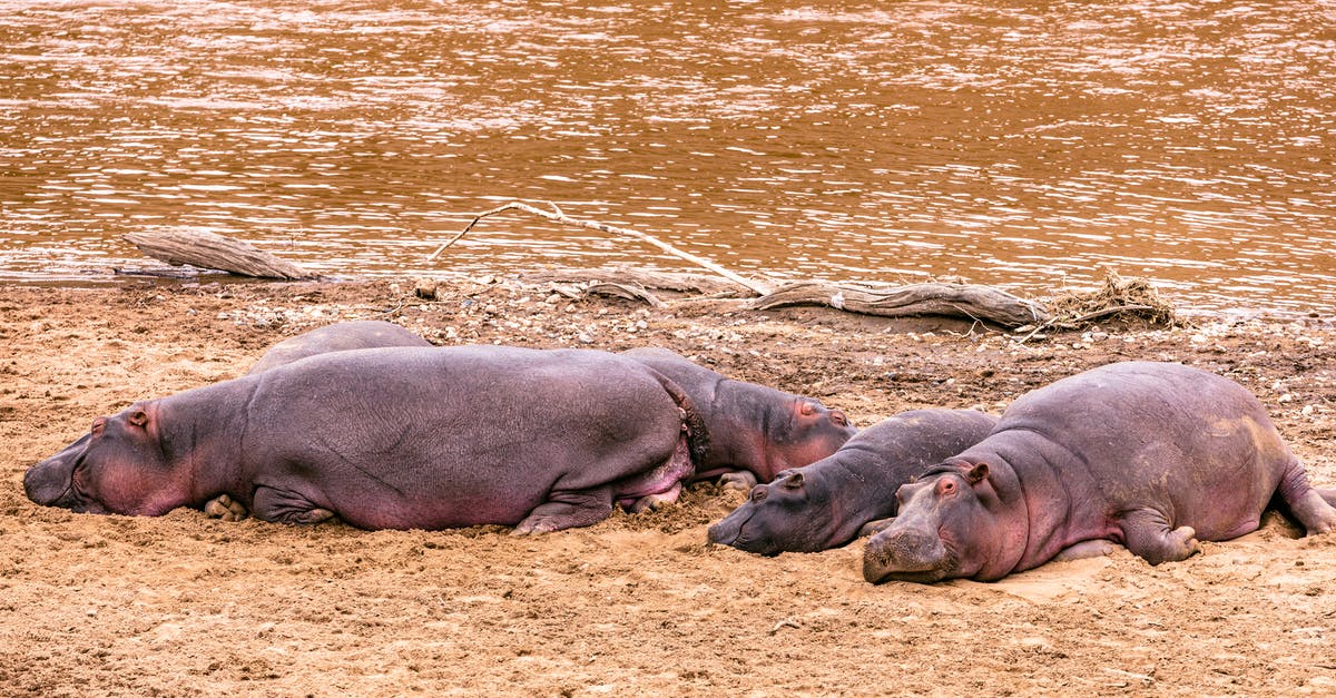 Where's this coastline in Gros Morne National Park? - Bloat of big hippopotamus with small baby lying on sandy shore near rippling lake in national park in wild nature