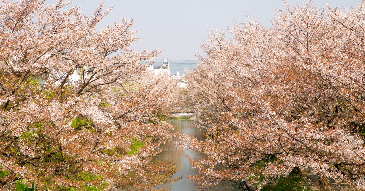 Where's this lookout over cherry blossoms and town on top of hummock, surrounded by other knolls, in Yoshino, Japan? - Scenery view of water channel between cherry blossom trees growing in park of Japan Where's this lookout over cherry blossoms and town on top of hummock, surrounded by other knolls, in Yoshino, Japan? - Scenery view of water channel between cherry blossom trees growing in park of Japan