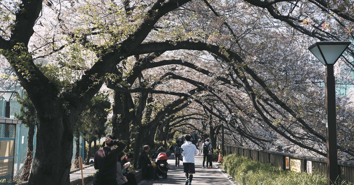 Where's this mere with board walk and cherry blossoms in Japan? - People in Park Surrounded by Cherry Blossoms Where's this mere with board walk and cherry blossoms in Japan? - People in Park Surrounded by Cherry Blossoms