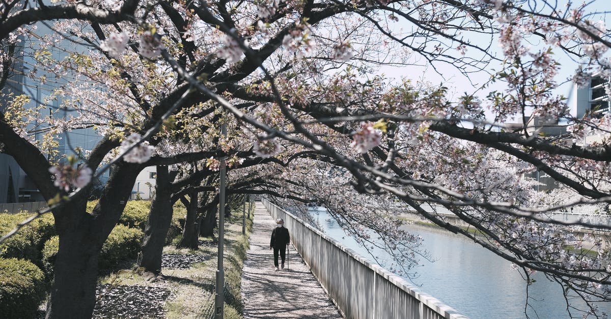 Where's this mere with board walk and cherry blossoms in Japan? - Person Walking Between the River and Trees Where's this mere with board walk and cherry blossoms in Japan? - Person Walking Between the River and Trees