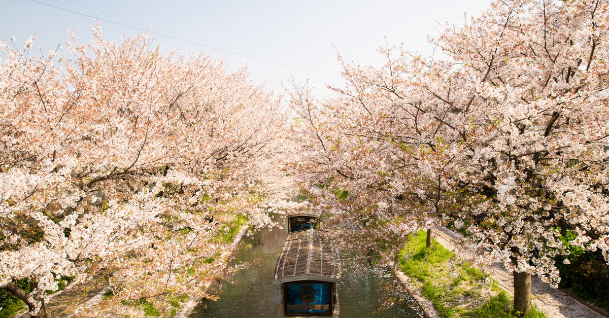 Where's this mere with board walk and cherry blossoms in Japan? - From above of roofed boat sailing on water channel between cherry blossom trees in Japan Where's this mere with board walk and cherry blossoms in Japan? - From above of roofed boat sailing on water channel between cherry blossom trees in Japan