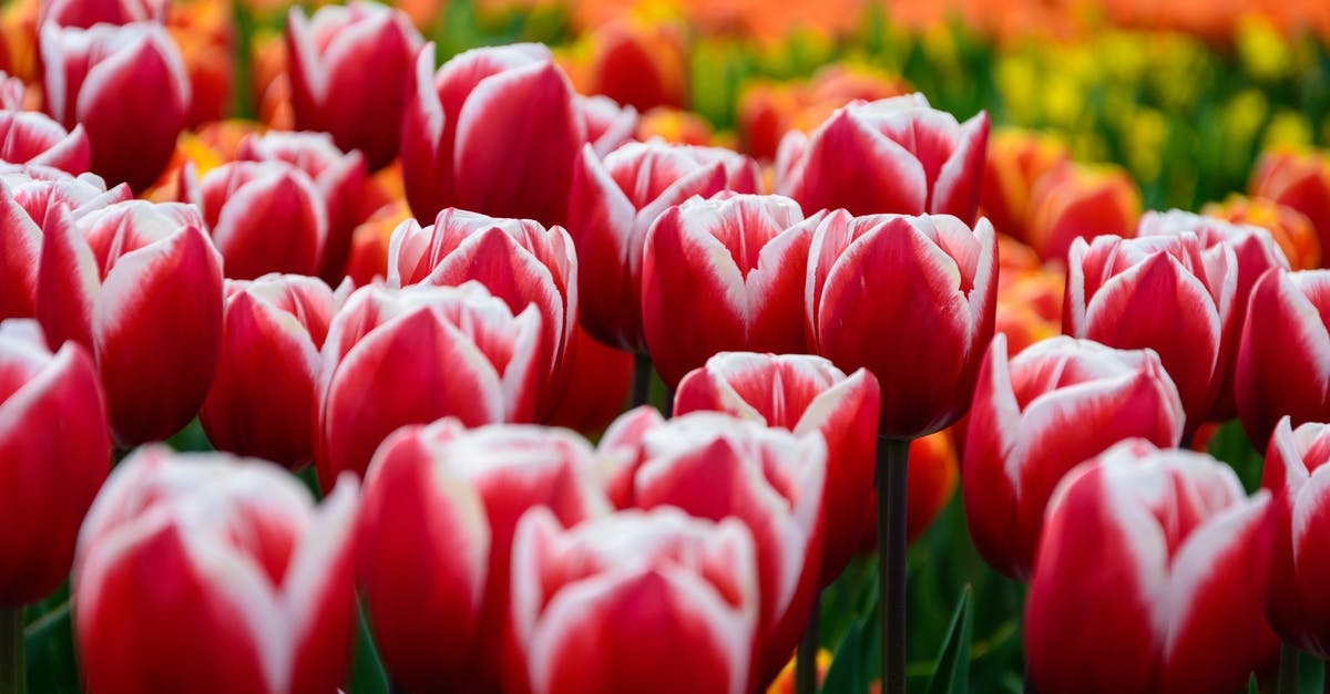 Where and when is the best time to see the tulip fields in the Netherlands? - Red Tulips Field