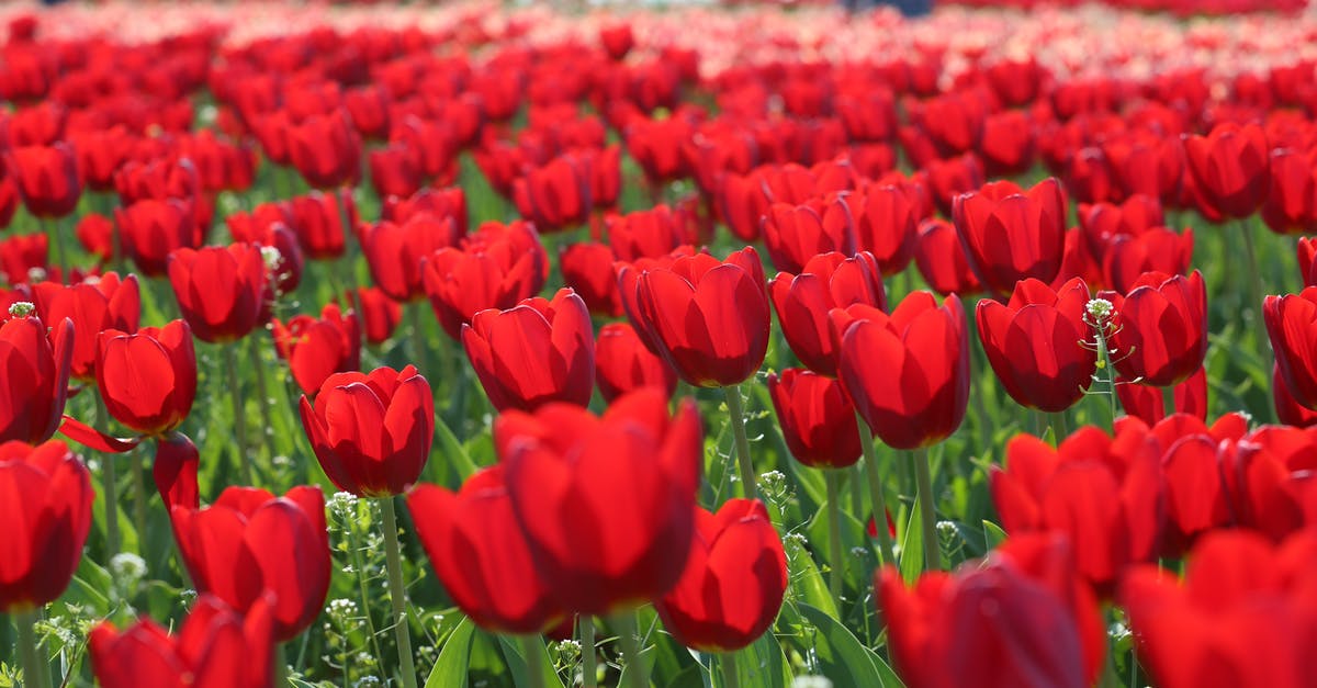 Where and when is the best time to see the tulip fields in the Netherlands? - Picturesque scenery of big field with blooming red tulips in spring in Netherlands