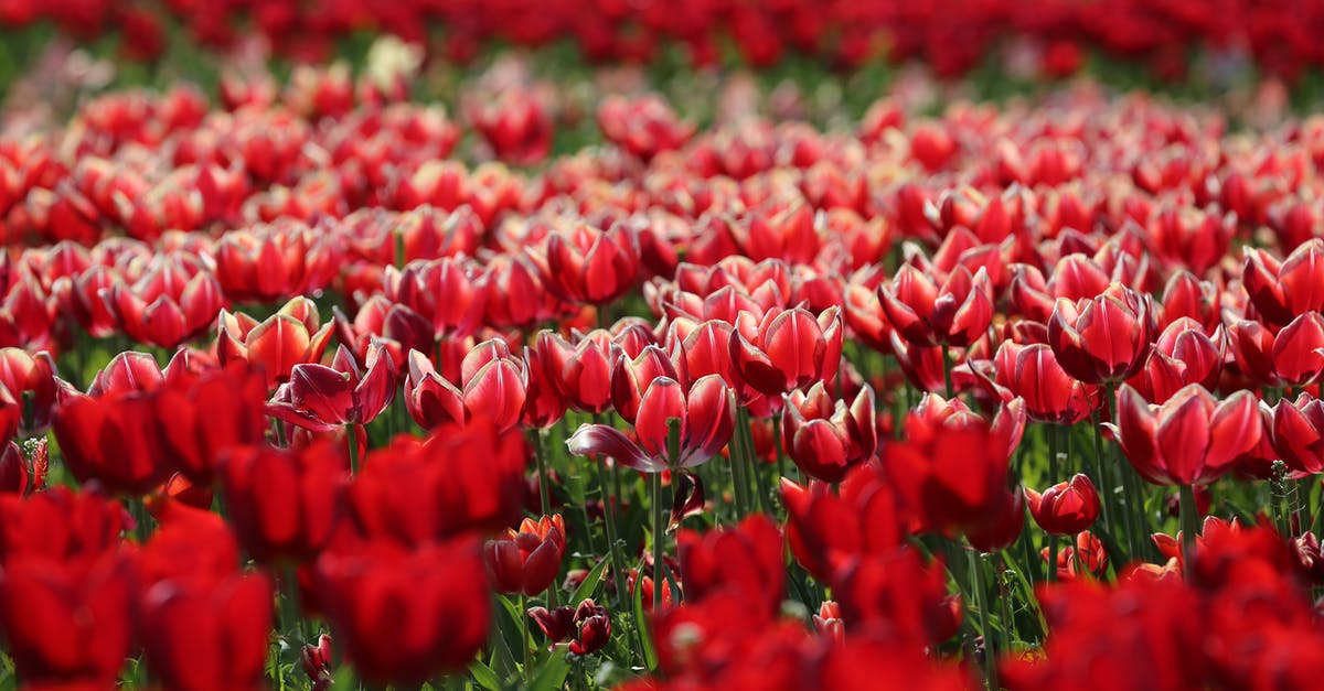 Where and when is the best time to see the tulip fields in the Netherlands? - Blooming field with red delicate tulips