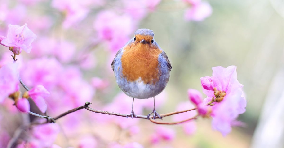 Where are these wild flowers, in front of dell and evergreens, in Mt Rainier National Park, WA? [closed] - Shallow Focus Photography of Bird