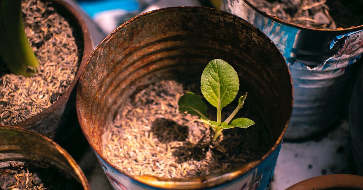 Where can I find a schedule of small rodeos in Arizona and Utah? - Small green plant growing in metal can Where can I find a schedule of small rodeos in Arizona and Utah? - Small green plant growing in metal can