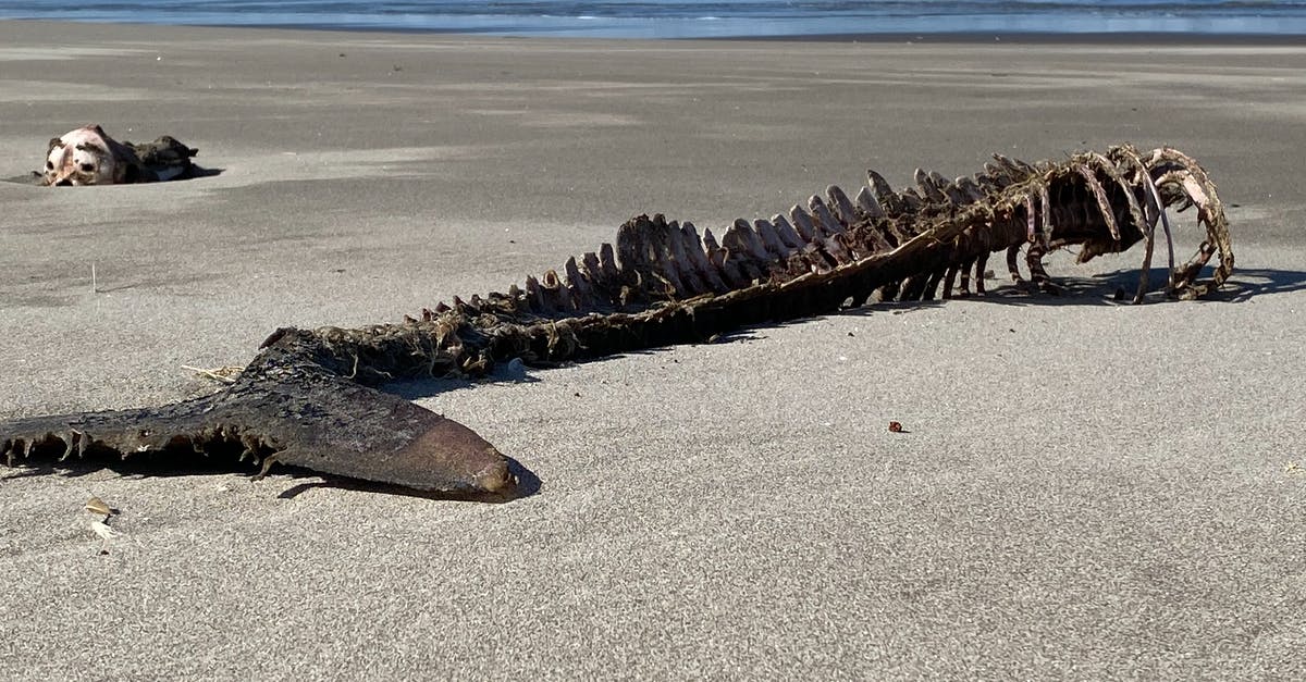 Where can I see a reasonably complete skeleton of a Mammoth? - Brown and Black Sea Turtle on Beach Shore Where can I see a reasonably complete skeleton of a Mammoth? - Brown and Black Sea Turtle on Beach Shore