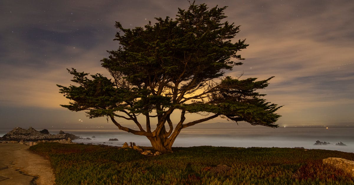 Where can I see ocean bioluminescence in coastal California? - A Lone Cypress Tree on the Seacoast Where can I see ocean bioluminescence in coastal California? - A Lone Cypress Tree on the Seacoast