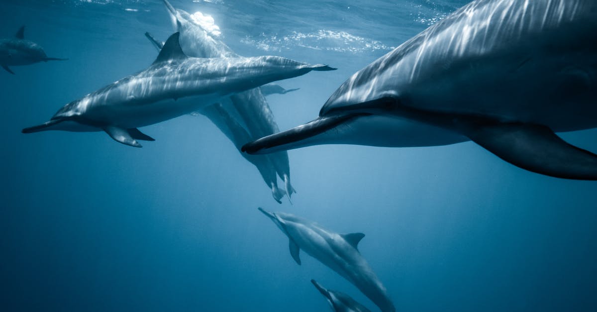 Where can I swim with the dolphins in the Eastern USA? - Photo of Pod of Dolphins Where can I swim with the dolphins in the Eastern USA? - Photo of Pod of Dolphins