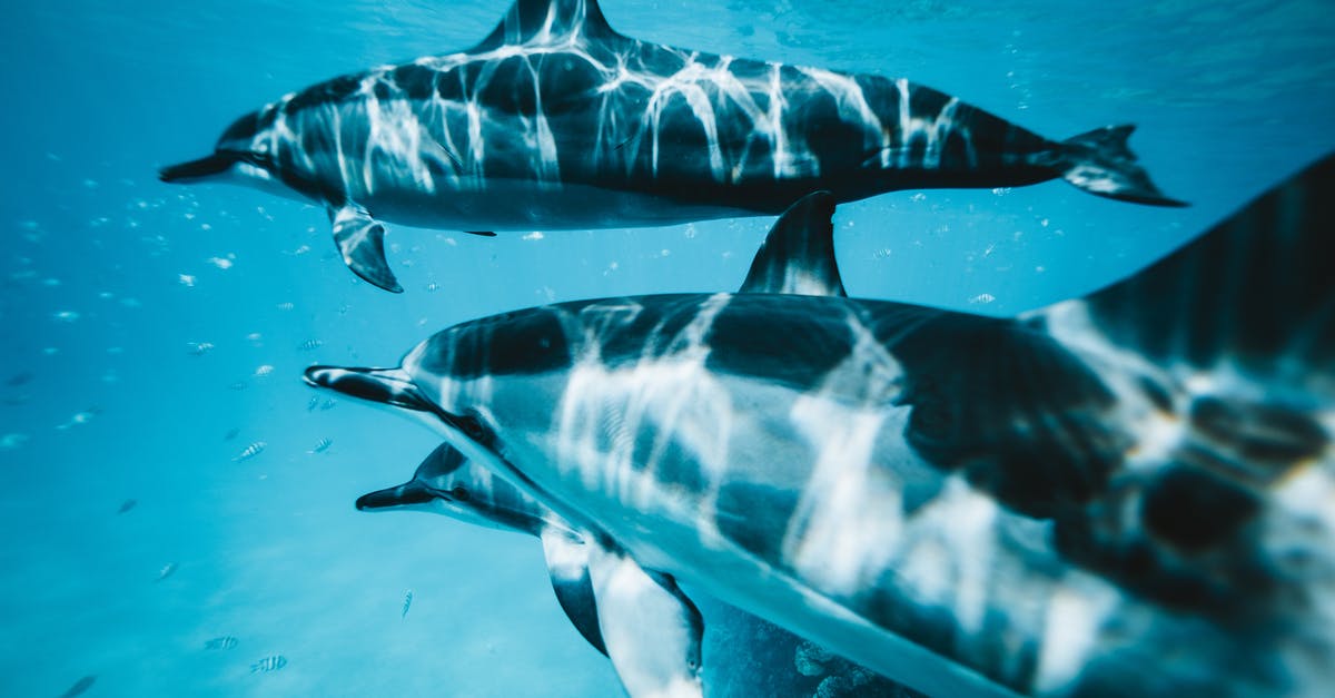 Where can I swim with the dolphins in the Eastern USA? - Close-Up Photo of Three Dolphins Swimming Underwater Where can I swim with the dolphins in the Eastern USA? - Close-Up Photo of Three Dolphins Swimming Underwater