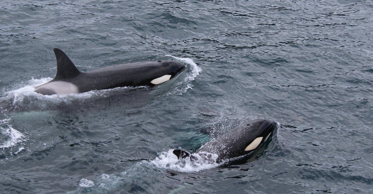 Where can I swim with the dolphins in the Eastern USA? - Two Black and White Dolphins on Body of Water Where can I swim with the dolphins in the Eastern USA? - Two Black and White Dolphins on Body of Water