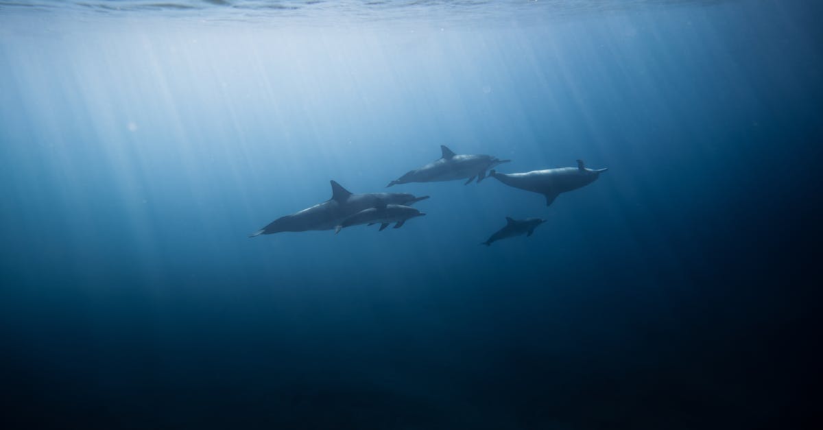 Where can I swim with the dolphins in the Eastern USA? - Dolphins in the Sea Where can I swim with the dolphins in the Eastern USA? - Dolphins in the Sea